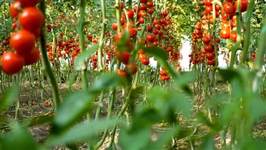 Enhancing Organic Farming Output with Biopesticides